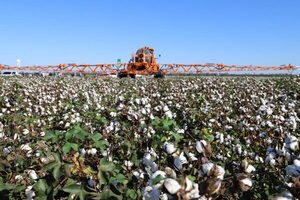 El algodón enfrenta otro año incierto marcado por el clima y la cautela productiva