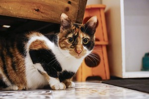 Michi Pilates: Clase de Relax y Convivencia con Gatos