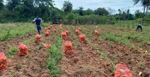 Se registra buena cosecha de papa y cebolla en el departamento de Caazapá