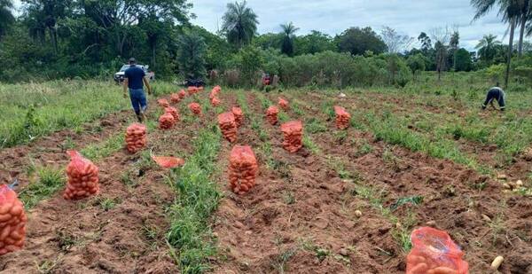 Se registra buena cosecha de papa y cebolla en el departamento de Caazapá