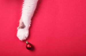Navidad y gatos: tips para disfrutar sin riesgos en casa - Mascotas - ABC Color