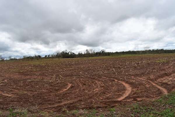 Productores de Santaní afectados por temporal siguen esperando la provisión de semillas y fertilizantes - Nacionales - ABC Color
