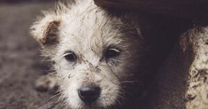 Diario HOY | Sospechan que hombre mató a su perro para evitar ser procesado por maltrato animal