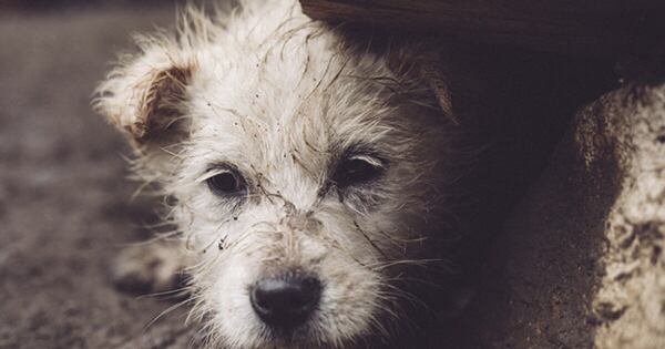Diario HOY | Sospechan que hombre mató a su perro para evitar ser procesado por maltrato animal