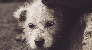 Sospechan que hombre mató a su perro para evitar ser procesado por maltrato animal - Noticiero Paraguay