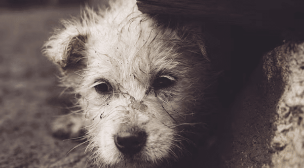 Sospechan que hombre mató a su perro para evitar ser procesado por maltrato animal - Noticiero Paraguay