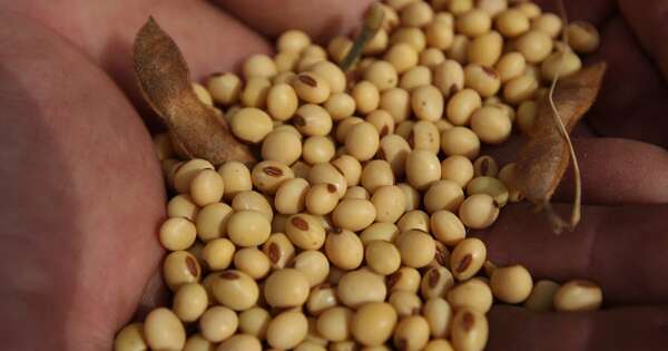 La Nación / Argentina reduce impuestos a exportaciones de soja y cereales