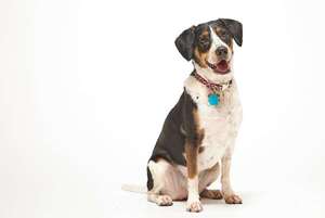 Más allá del look: las razas de perro más saludables y las que requieren más visitas al veterinario - Mascotas - ABC Color