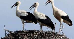 La Nación / Cientos de cigüeñas halladas muertas cerca de Madrid por la gripe aviar