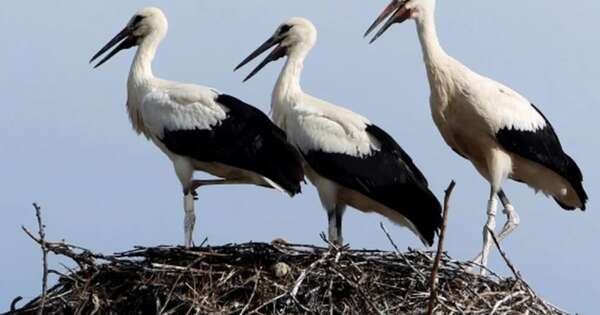 La Nación / Cientos de cigüeñas halladas muertas cerca de Madrid por la gripe aviar