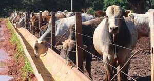 La Nación / Proyecto regional busca elevar el destete y reducir el metano de la  ganadería chaqueña