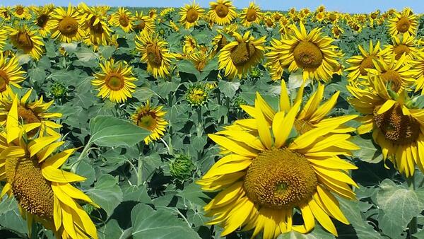 El girasol se afianza como nuevo cultivo en el Chaco mientras otros enfrentan desafíos