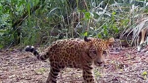 Taupá, nuevo símbolo de esperanza para los jaguares en Triple Frontera