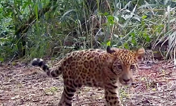 Nacimiento de Taupá confirma el equilibrio ambiental del Parque Nacional de Yguazú - OviedoPress