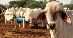 Abigeato: ¿cuántos animales han sido hurtados en Paraguay este año? - Policiales - ABC Color