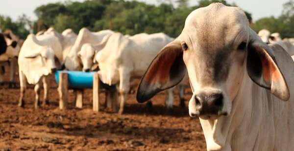 Abigeato: ¿cuántos animales han sido hurtados en Paraguay este año? - Policiales - ABC Color