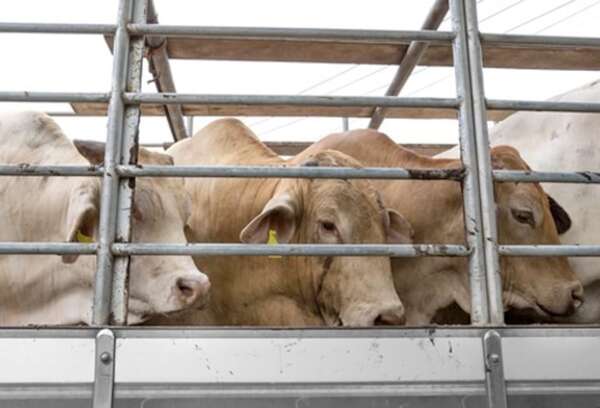 AUDIO: Abigeato: ¿cuántos animales han sido hurtados en Paraguay este año?  - A La Gran 7-30 - ABC Color