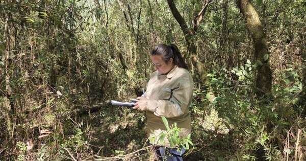 La Nación / Habilitarán el primer Bachillerato Técnico Forestal del país