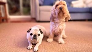 “Mi marido no quiere llevar a mis perros a nuestro viaje”