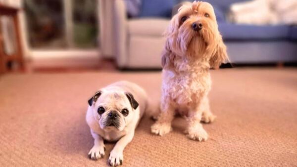 “Mi marido no quiere llevar a mis perros a nuestro viaje”