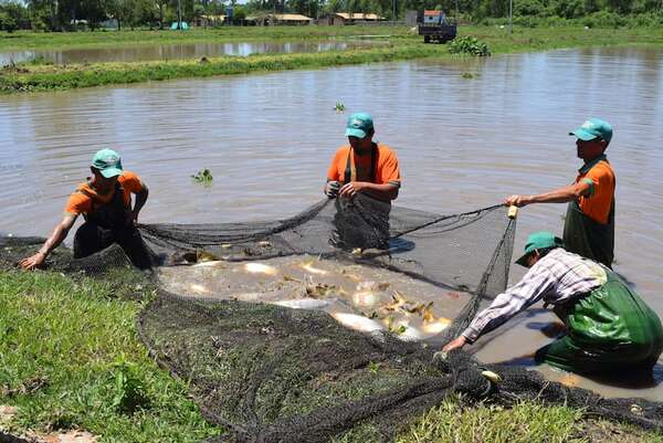 Con polémica, Senado sanciona  ley que establece el régimen de licencia ambiental para el cultivo de tilapia  - Política - ABC Color