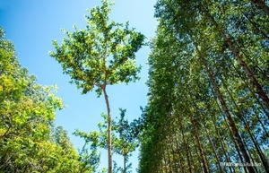 Paraguay incorpora por primera vez un bachillerato forestal en colegios públicos - ADN Digital