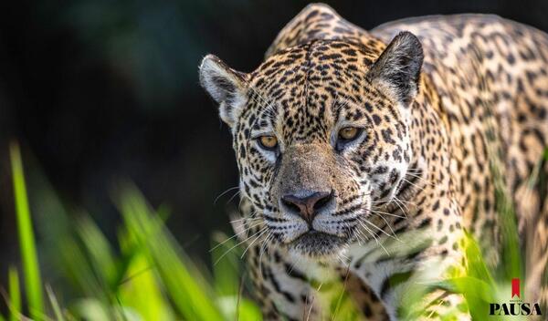 Tras los pasos del yaguareté | Pausa