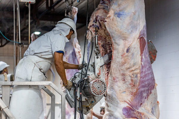 La faena bovina sigue en retroceso en Argentina: cayó 12,9% en noviembre