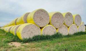 Exportaciones de algodón pasaron de US$ 43 millones en 2024 a US$ 9,1 millones en 2025 - Economía - ABC Color