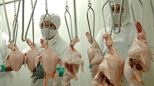 Exportación avícola cae 14% en volumen y 23% en valor