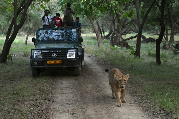 Leones Asiáticos se Multiplican: Desafío de Convivencia
