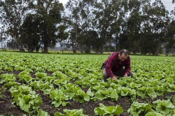 Crédito Agrícola cierra el año con récord de desembolsos para pequeños productores