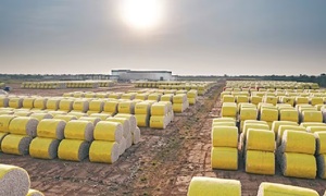 Exportaciones de algodón caen de US$ 43 millones en 2024 a US$ 9,1 millones en 2025 - OviedoPress