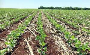 Gremio agrícola denuncia “complacencia” de ministerios con políticas exteriores - Economía - ABC Color