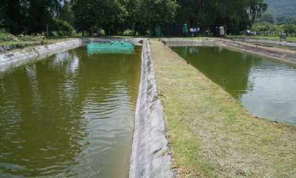 Senado aprobó ley que regula el cultivo de tilapia y especies exóticas - OviedoPress