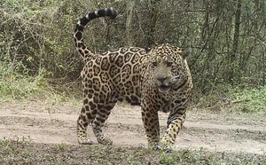 Proyecto «Ñande Chaco» define hoja de ruta para la coexistencia sostenible y la conservación del Jaguar
