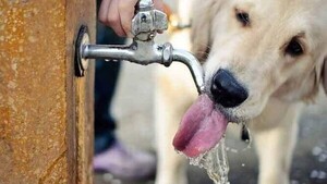 Cuidados a tener en cuenta con tus mascotas