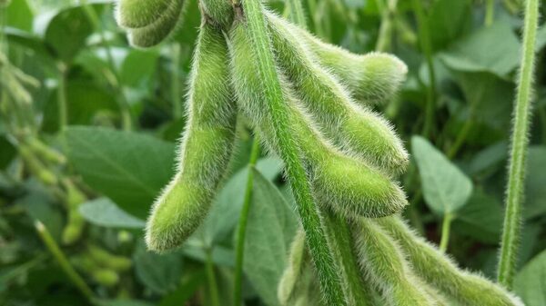 Campaña sojera: el llenado de grano será crítico en zonas afectadas por la falta de lluvias, advierten