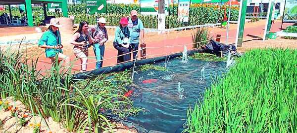 Itapúa Lidera Producción Porcina y Exportaciones del País