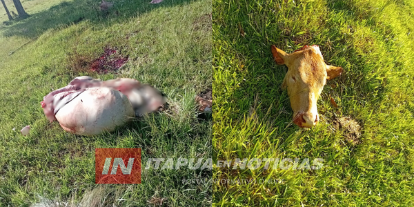 ABIGEATO EN JESÚS: TRES VACUNOS FUERON FAENADOS