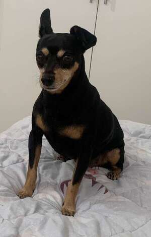 Sebom - Encontrá a tu mascota - ABC Color