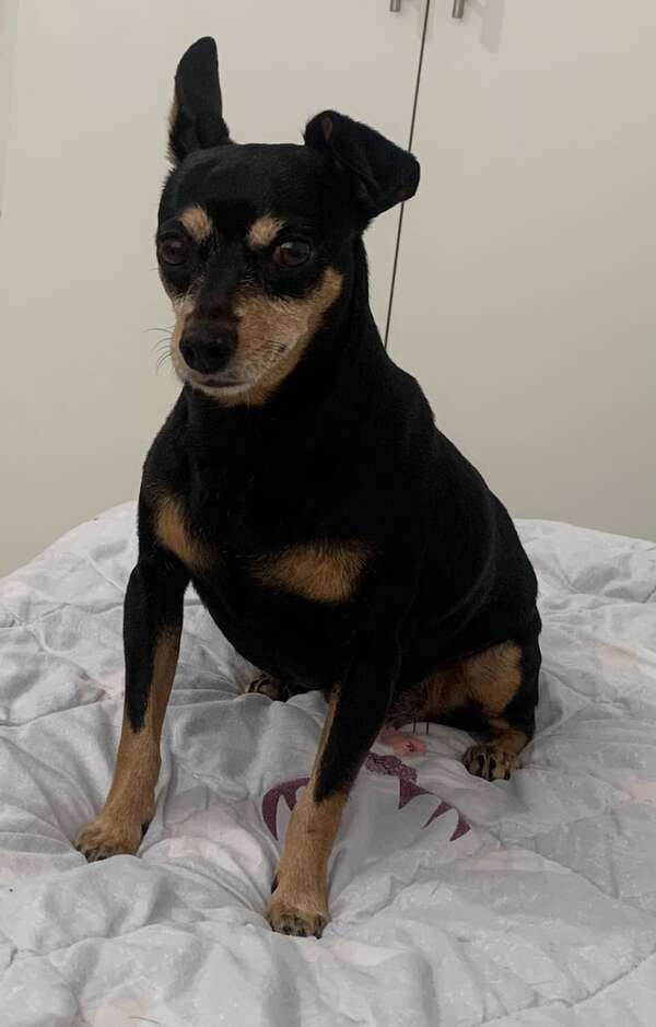 Sebom - Encontrá a tu mascota - ABC Color