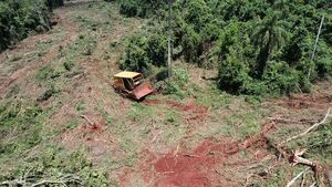Mbarakayú: Fueron sorprendidos talando árboles nativos y quedaron detenidos