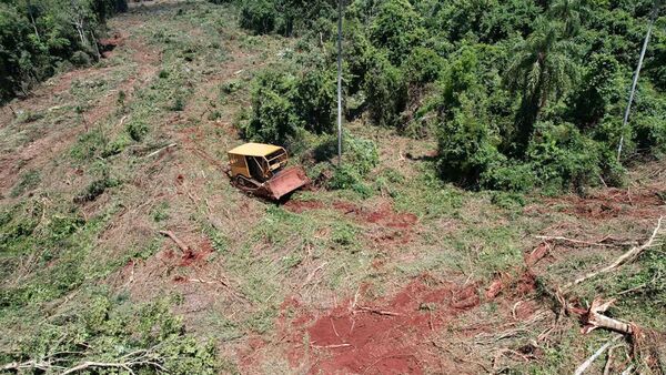 Mbarakayú: Fueron sorprendidos talando árboles nativos y quedaron detenidos