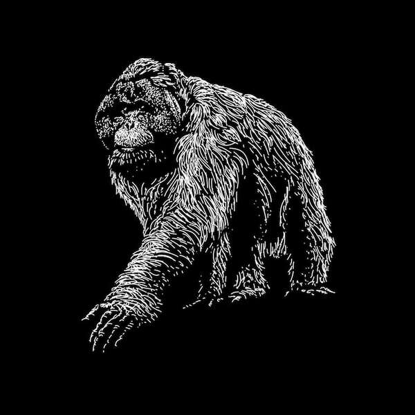 Investigadores advierten sobre el riesgo de extinción de orangutanes tras inundaciones en Sumatra - Ciencia - ABC Color