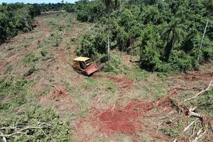 Allanan estancias en Alto Paraná y detienen a dos hombres por tala y desmonte - ABC en el Este - ABC Color