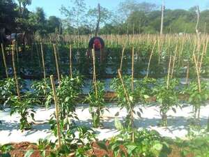 Abundantes lluvias que se registran en la parte sur de San Pedro benefician al sector agropecuario - Nacionales - ABC Color