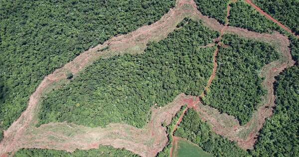 La Nación / Detienen a dos hombres que hacían desmonte de reserva forestal e incautan maquinarias