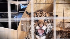 Jaguareté deja el Chaco y comienza una nueva etapa de recuperación en ITAIPU