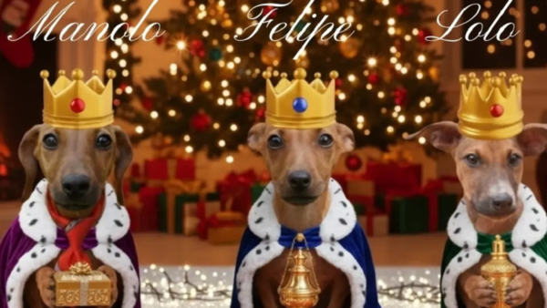 Gatos y perros son ofrecidos en adopción por Defensa Animal con una campaña navideña